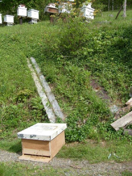 新蜂房蜜蜂分群