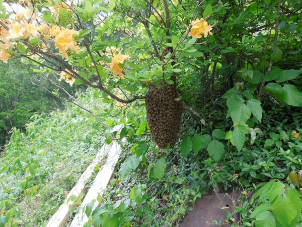 蜜蜂群在野生杜鹃花布什