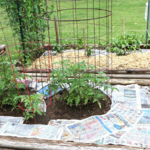 覆盖西红柿植株周围杂草的报纸