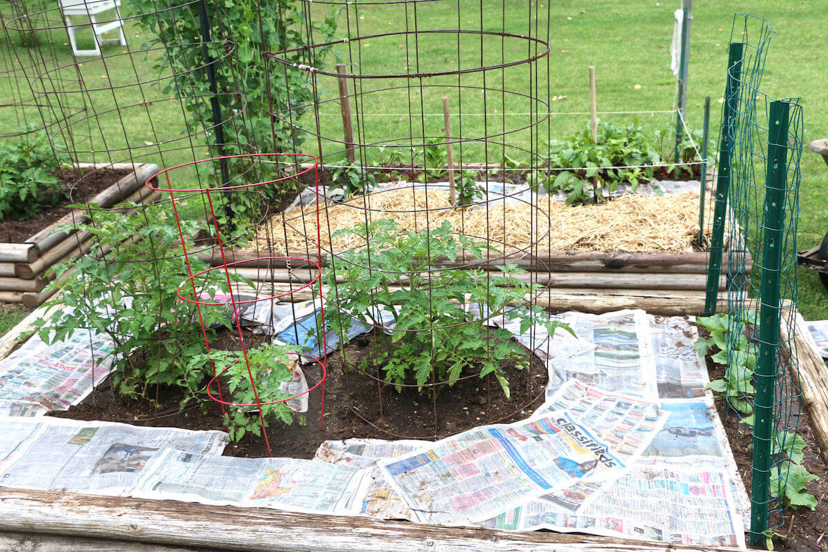 报纸覆盖番茄植物周围的杂草