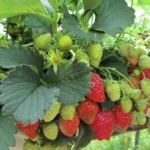 strawberries on vine