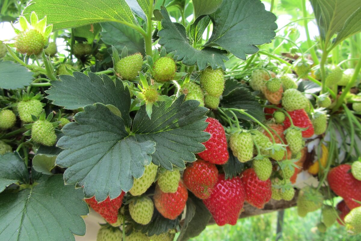 藤上的草莓