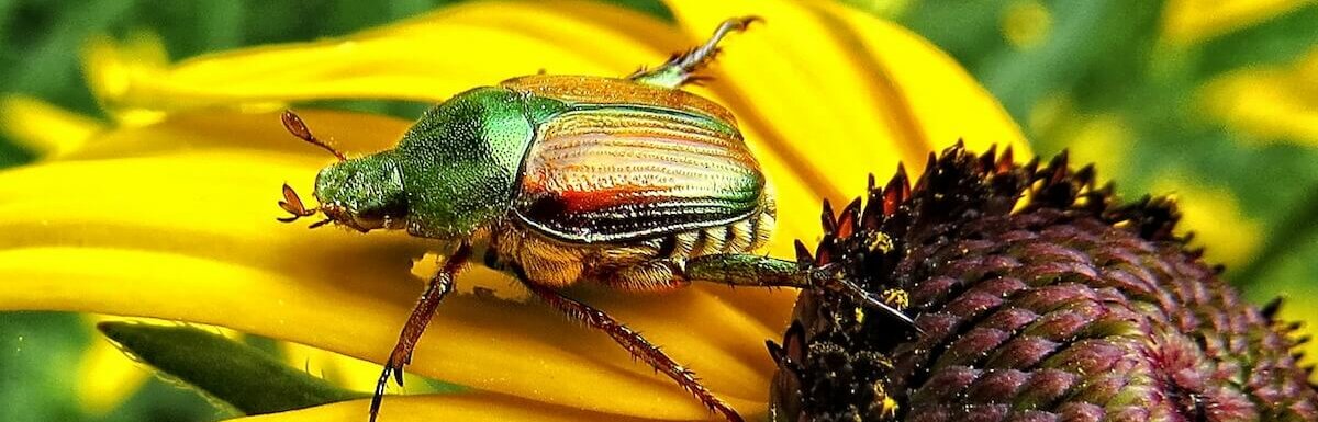 japanese beetle on sunflower
