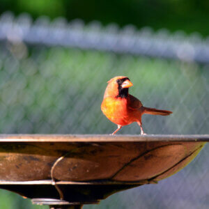 cardinal on bird bath