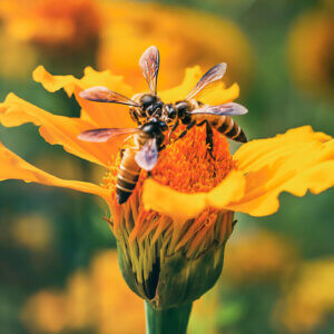 蜜蜂在花