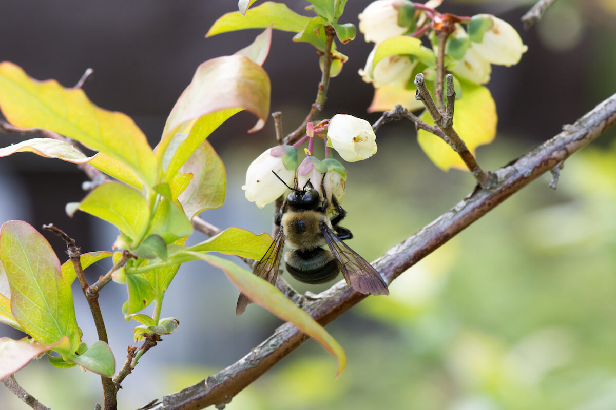 honey bee and flowering blueberry plant