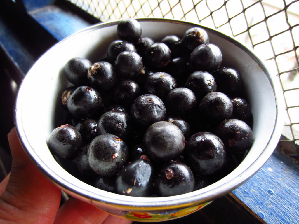巴西莓浆果