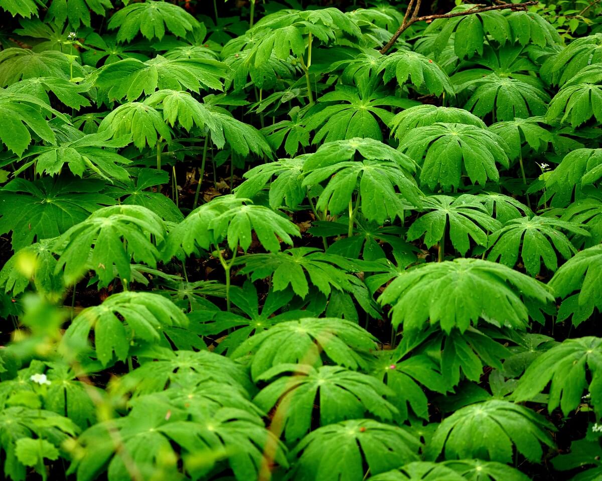 mayapple植物