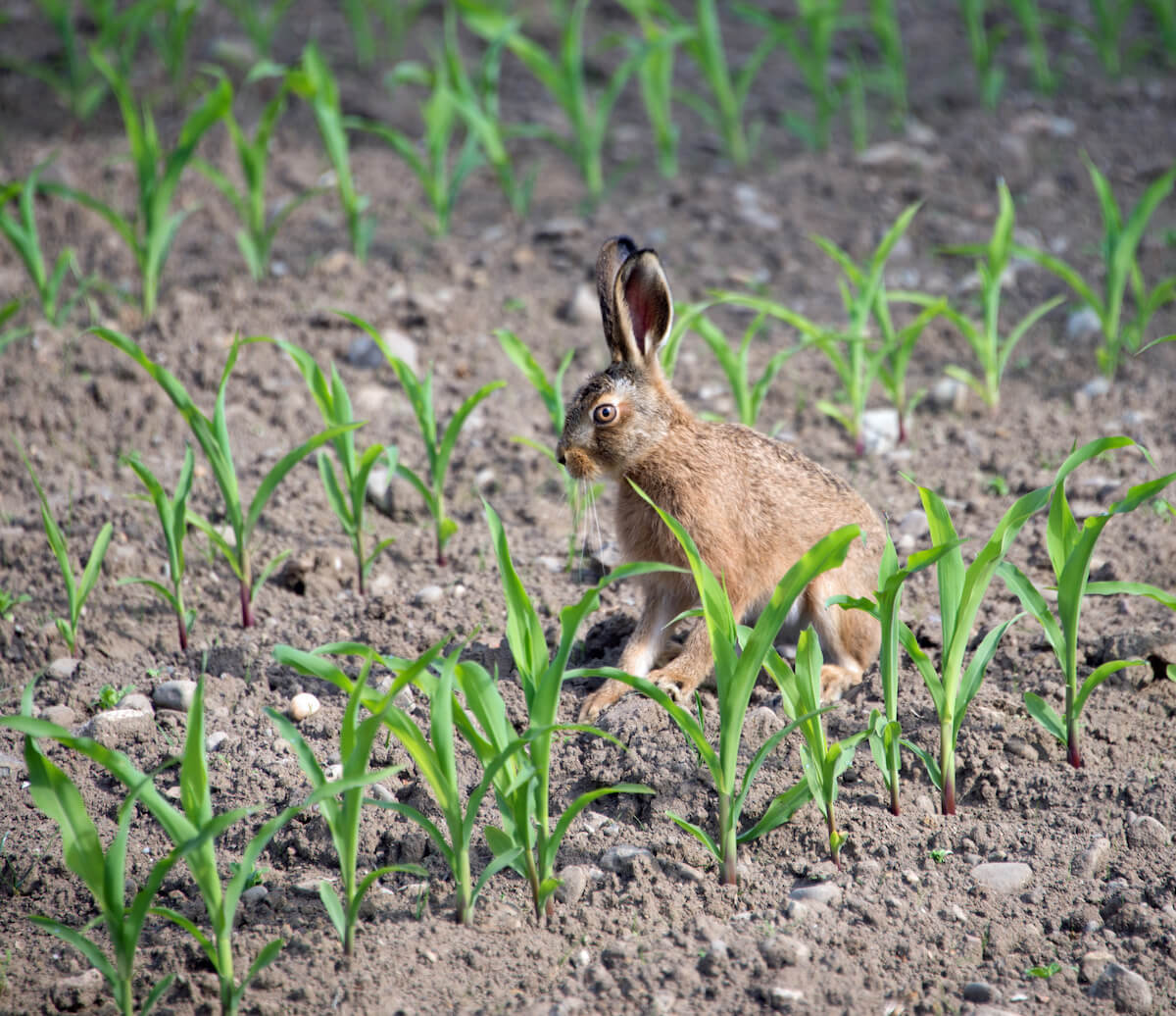 rabbit in corn field