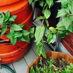 雨水桶和植物