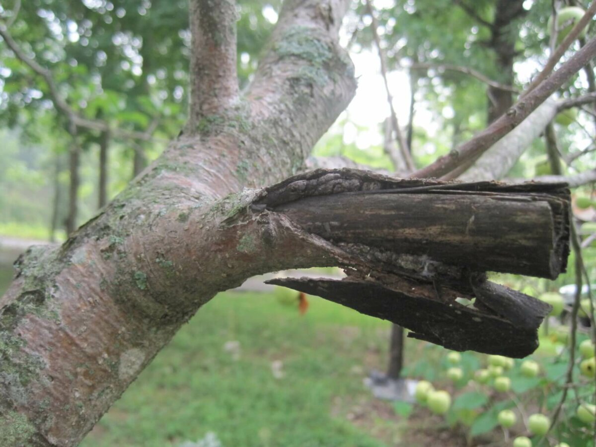 poorly pruned branch