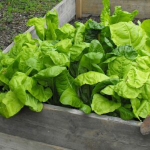 spinach raised garden bed