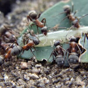 树叶上的蚂蚁