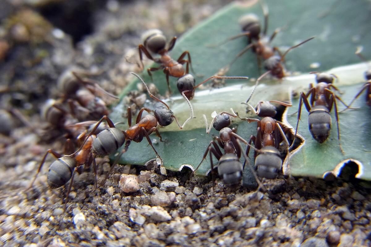 蚂蚁在一片叶子