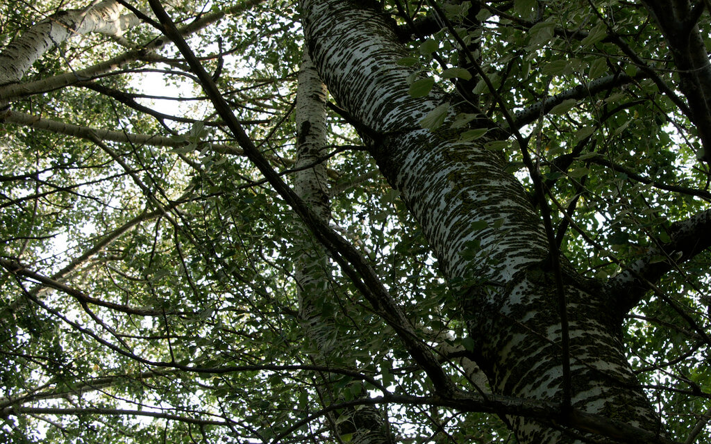 poplar tree bark