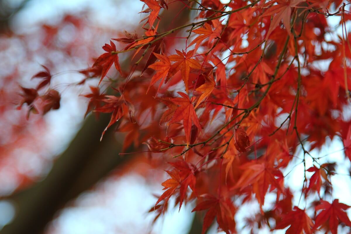 red maple leaves up close