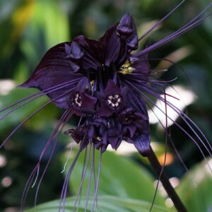 黑蝙蝠的花