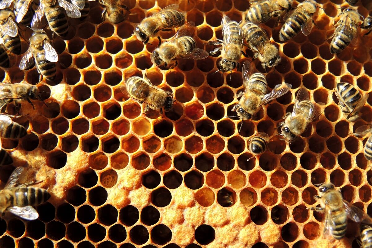 蜜蜂工作