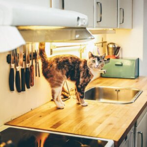 厨房台面上的猫