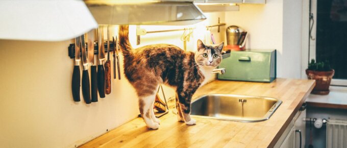 厨房台面上的猫