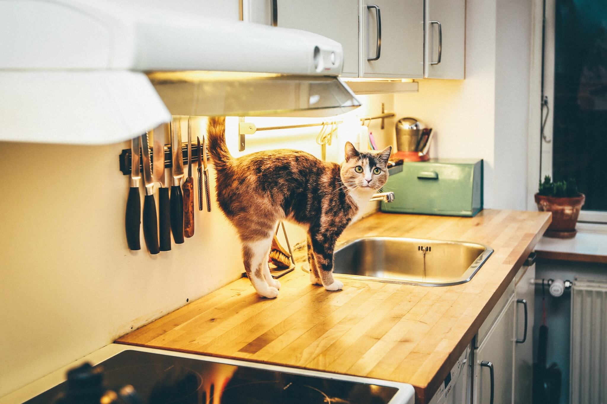 猫在厨房工作台面