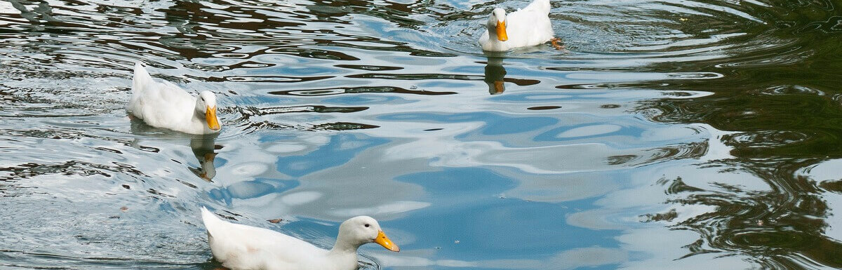 pekin ducks in water