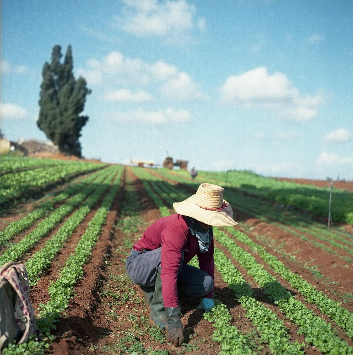 woman amending soil