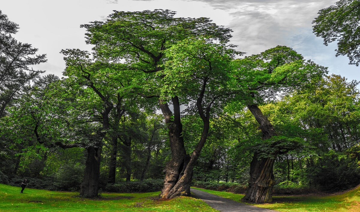 ancient chestnut trees