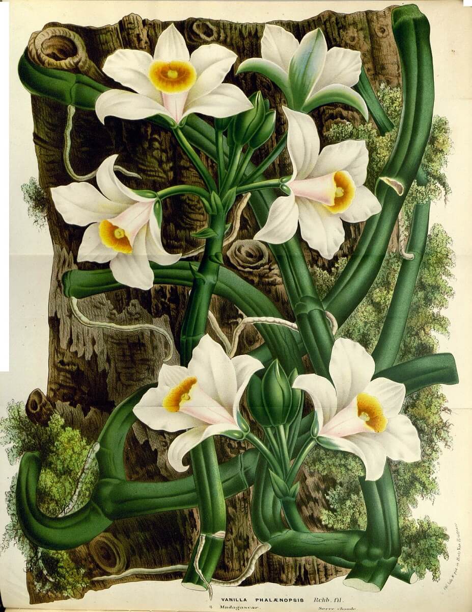 botanical art of vanilla plant