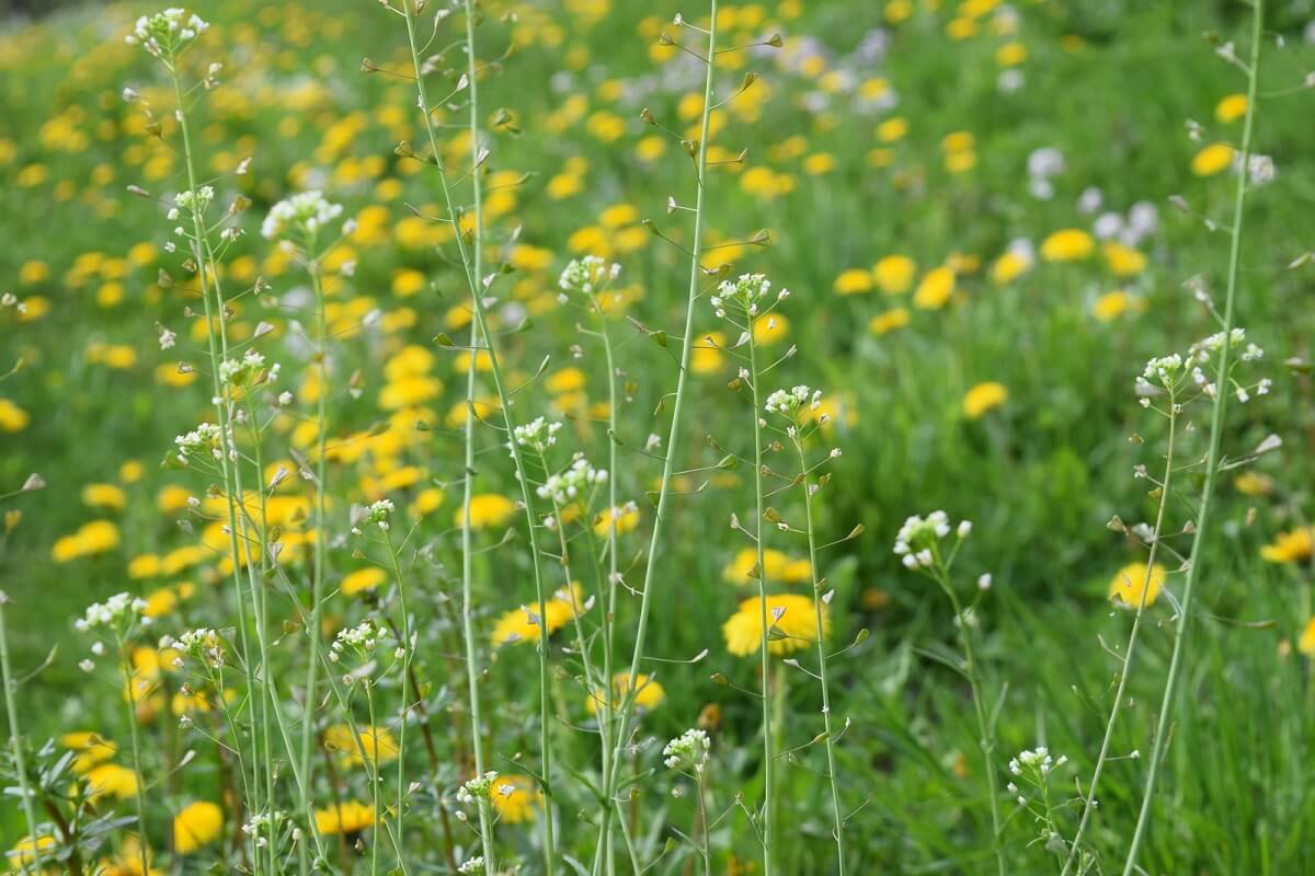 mixed meadow flowers
