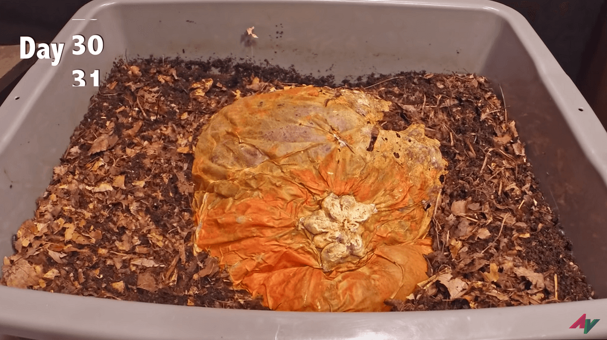 pumpkin after 30 days