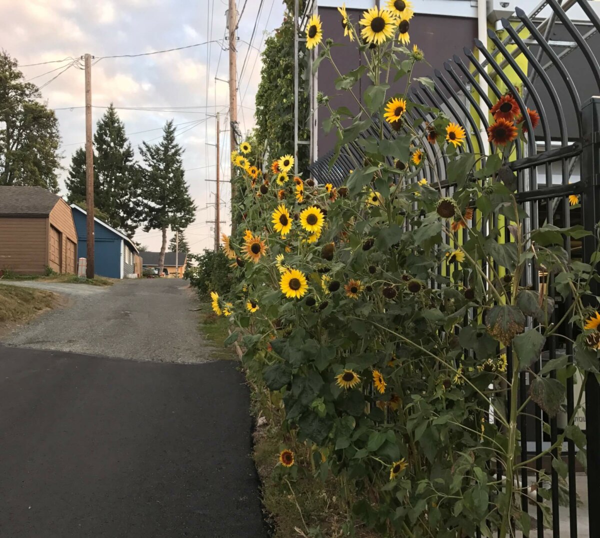 sunflower on fence line