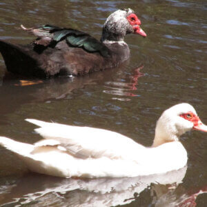 male and female muscovy duck