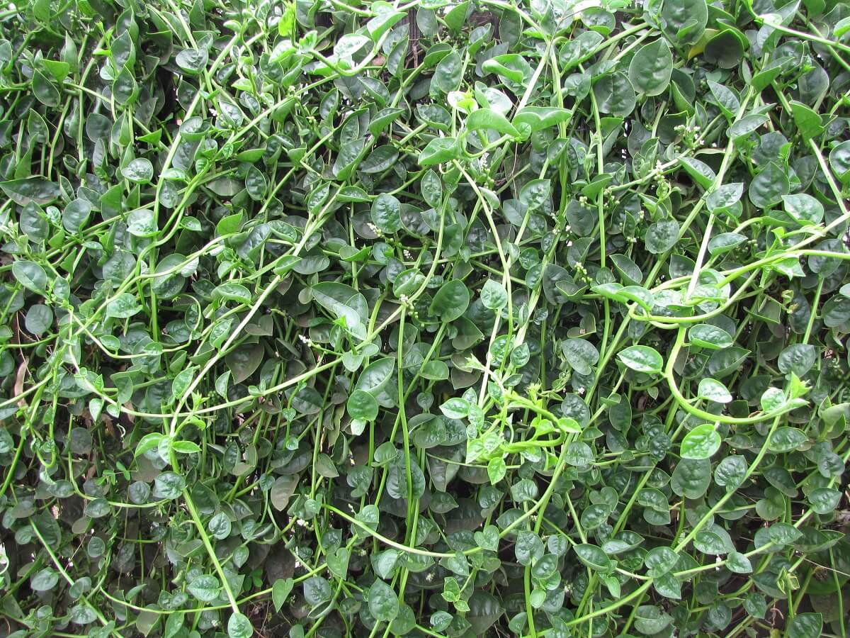 marlabar spinach