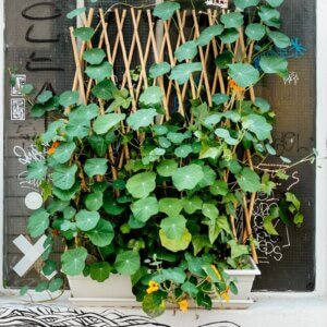 trellis plant on wall