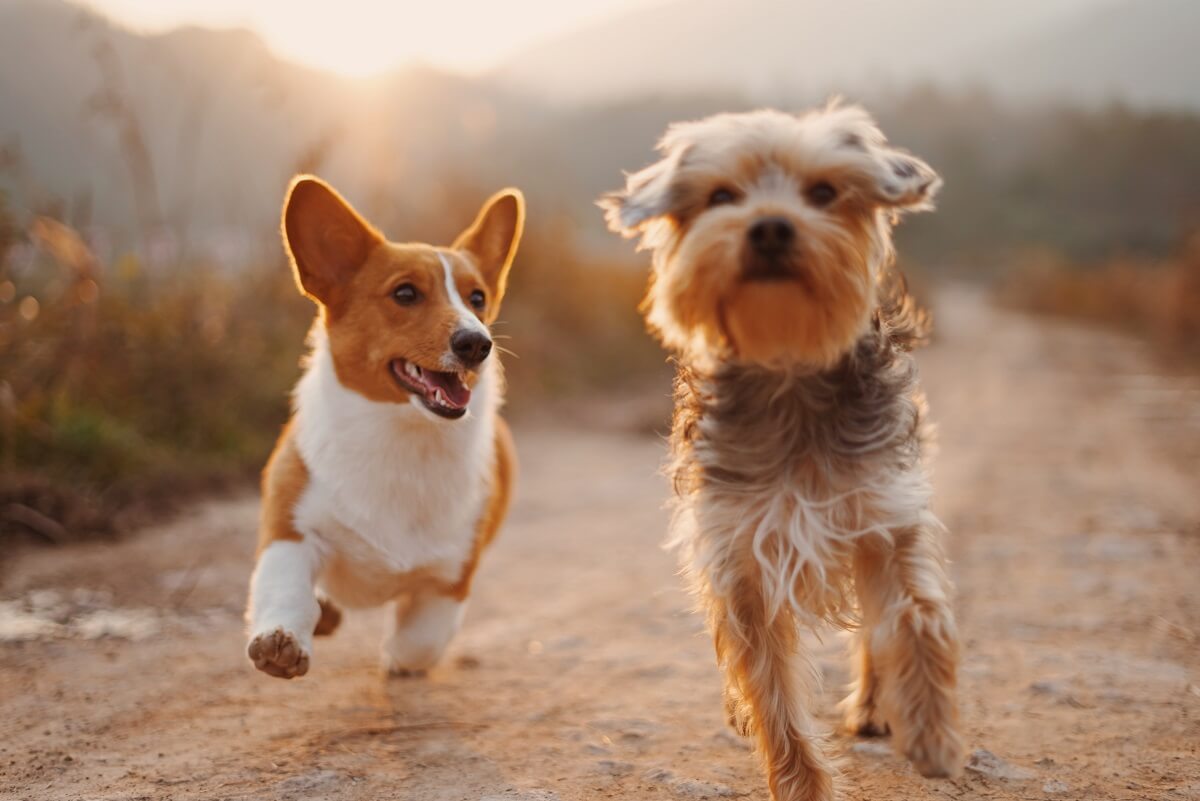 两只狗跑步