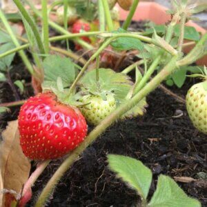 在种植草莓