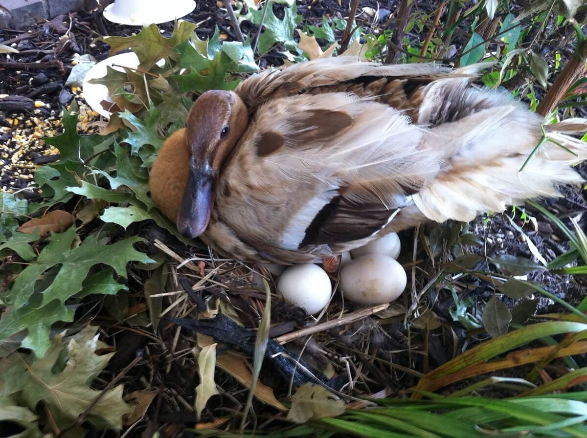 mama duck and eggs