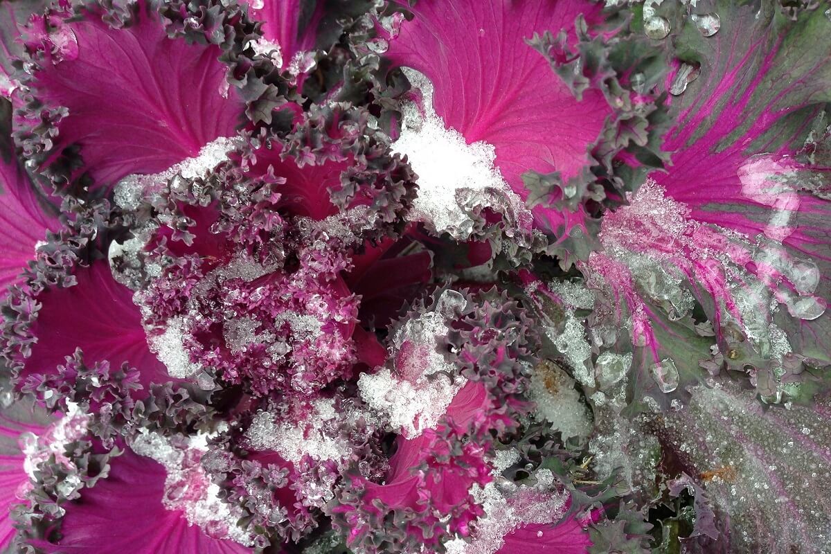 frosted purple kale