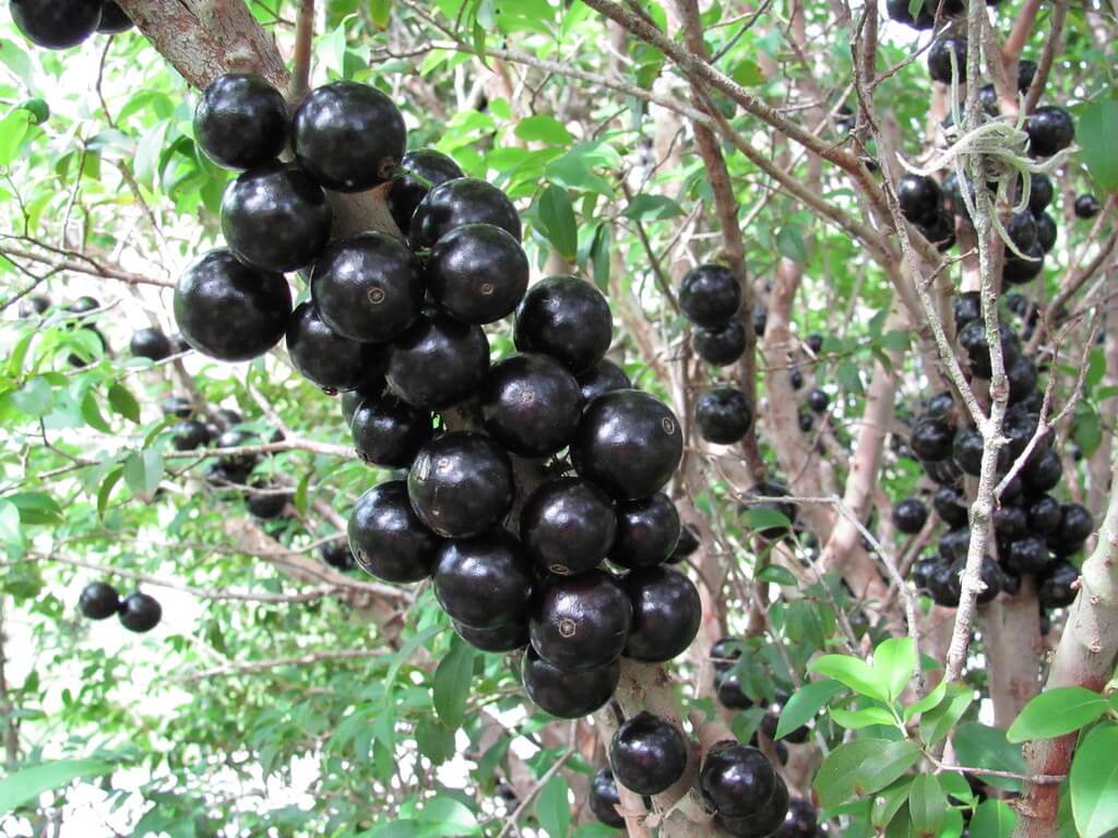 巴西树上的葡萄
