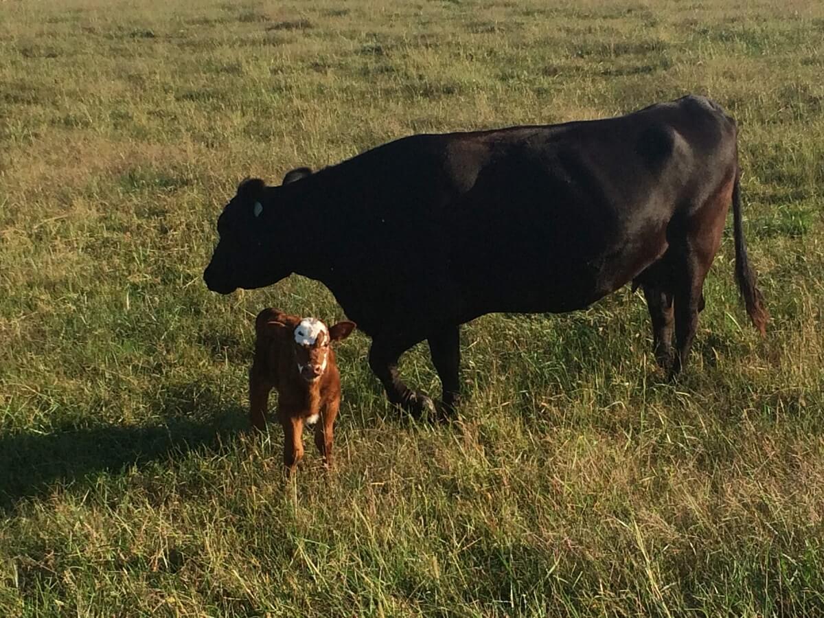 妈妈母牛和小牛