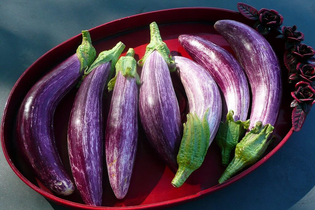 在紫色的茄子菜
