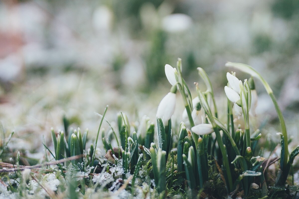 雪花莲鲜花覆盖着白雪