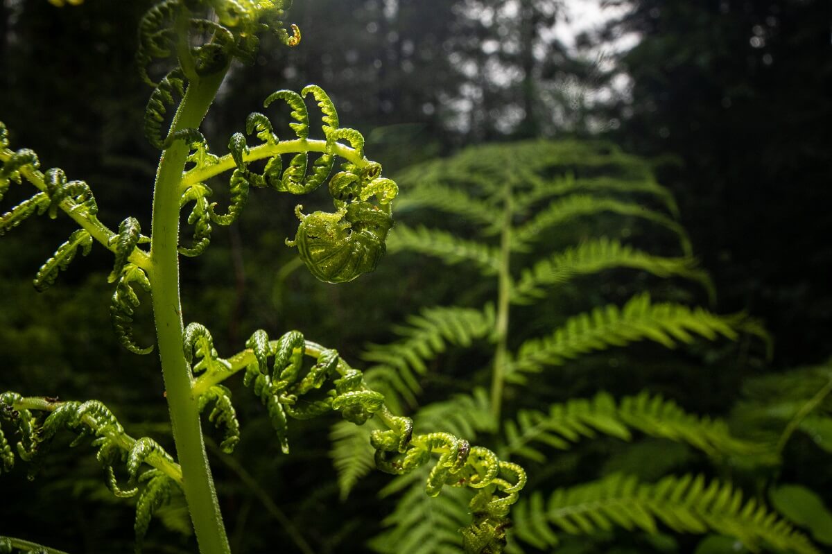 lady fern early spring