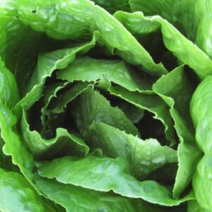 lettuce up close