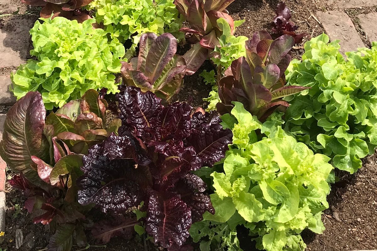 lettuce varieties in garden