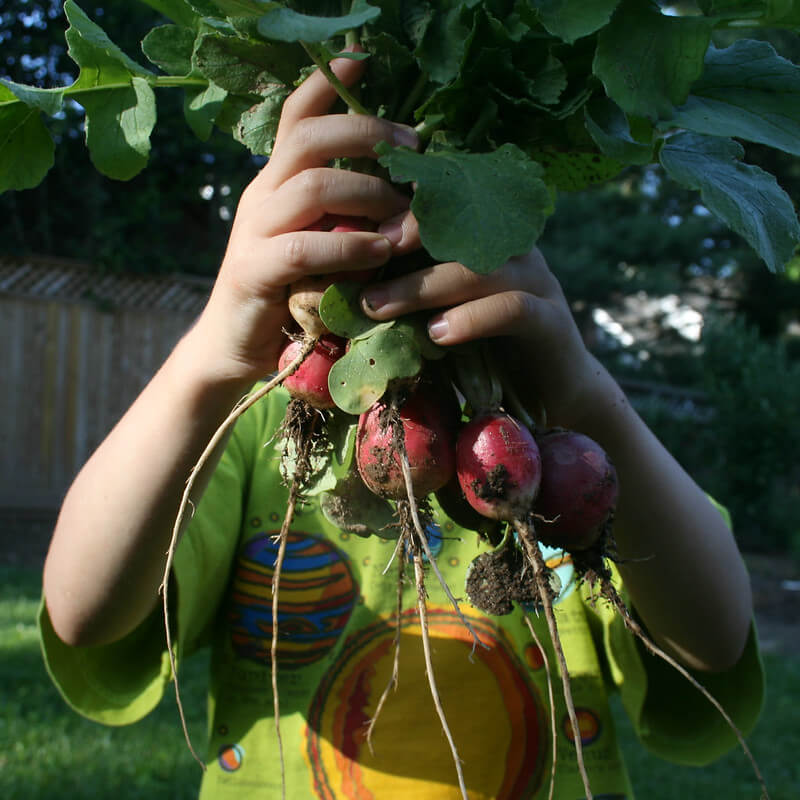 kid holding radishes