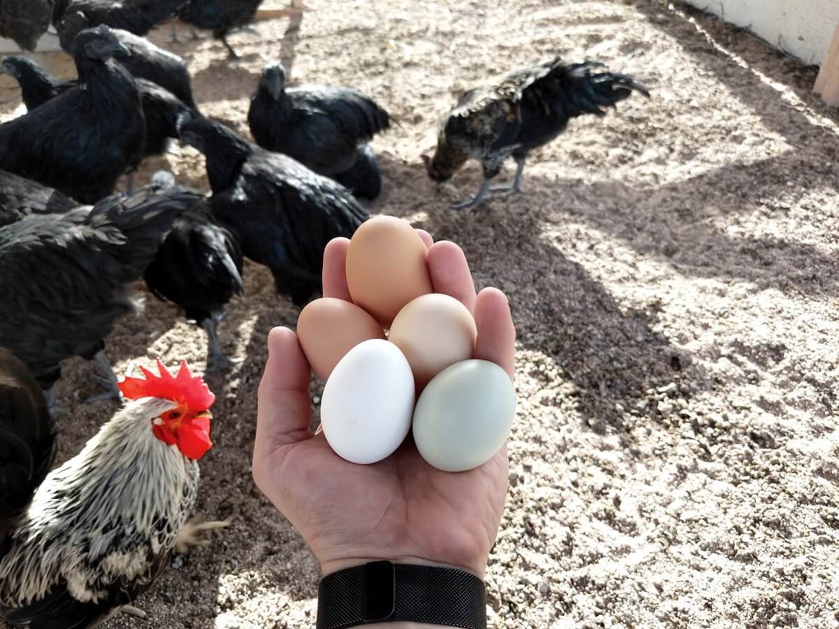 person holding handful of eggs