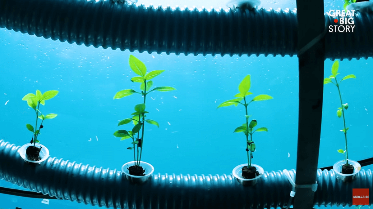 herbs growing underwater