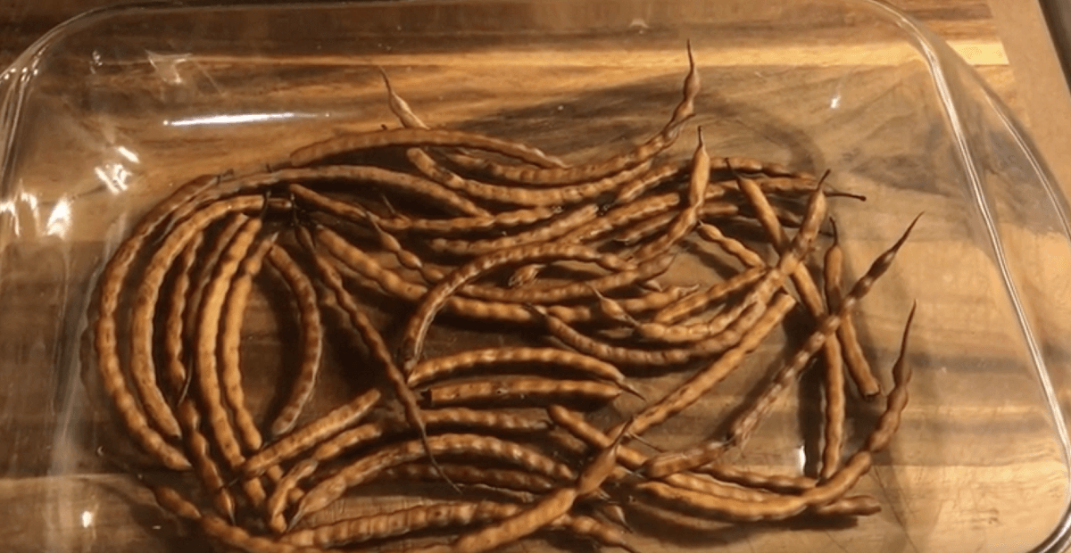 roasted mesquite beans